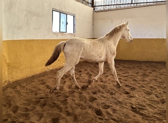 PRE Mix, Hengst, 1 Jahr, 154 cm, Cremello