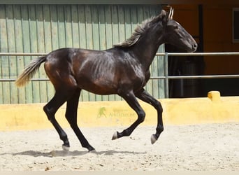 PRE, Hengst, 1 Jahr, 154 cm, Schimmel