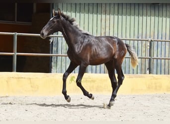 PRE, Hengst, 1 Jahr, 154 cm, Schimmel
