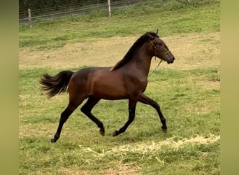 PRE, Hengst, 1 Jahr, 155 cm, Dunkelbrauner