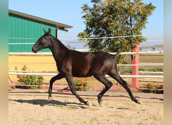 PRE, Hengst, 1 Jahr, 155 cm