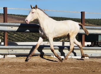 PRE Mix, Hengst, 1 Jahr, 155 cm, Pearl