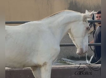 PRE Mix, Hengst, 1 Jahr, 155 cm, Perlino