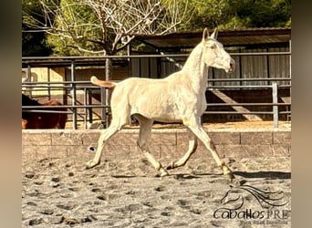 PRE Mix, Hengst, 1 Jahr, 155 cm, Perlino