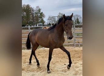 PRE, Hengst, 1 Jahr, 155 cm, Schwarzbrauner