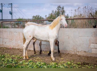 PRE, Hengst, 1 Jahr, 156 cm, Perlino