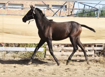 PRE, Hengst, 1 Jahr, 156 cm, Rappe