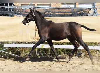 PRE, Hengst, 1 Jahr, 156 cm, Rappe