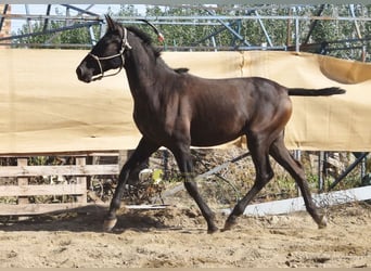 PRE, Hengst, 1 Jahr, 156 cm, Rappe