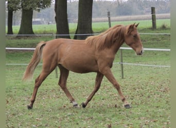 PRE Mix, Hengst, 1 Jahr, 157 cm, Fuchs