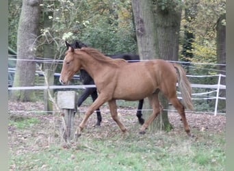 PRE Mix, Hengst, 1 Jahr, 157 cm, Fuchs