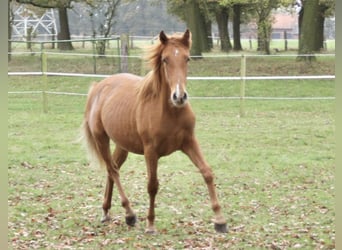 PRE Mix, Hengst, 1 Jahr, 157 cm, Fuchs