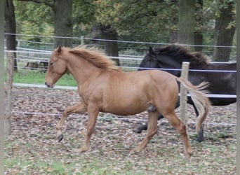 PRE Mix, Hengst, 1 Jahr, 157 cm, Fuchs