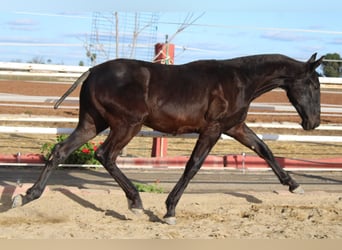 PRE, Hengst, 1 Jahr, 157 cm