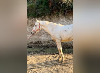 PRE, Hengst, 1 Jahr, 157 cm, Palomino