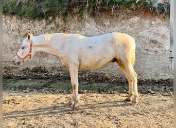 PRE Mix, Hengst, 1 Jahr, 157 cm, Palomino