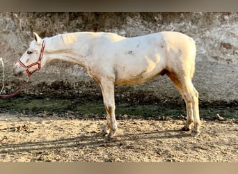 PRE Mix, Hengst, 1 Jahr, 157 cm, Palomino