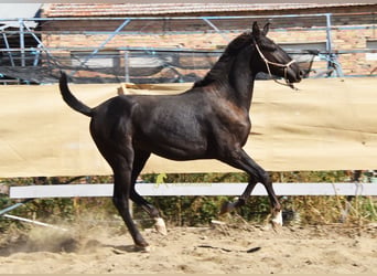 PRE, Hengst, 1 Jahr, 157 cm, Rappe