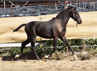 PRE, Hengst, 1 Jahr, 157 cm, Rappe