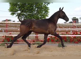 PRE, Hengst, 1 Jahr, 157 cm, Rappe