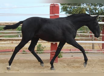 PRE, Hengst, 1 Jahr, 157 cm, Rappe