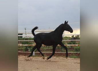 PRE Mix, Hengst, 1 Jahr, 157 cm, Rappe PRE Mix, Hengst, 1 Jahr, 157 cm, Rappe