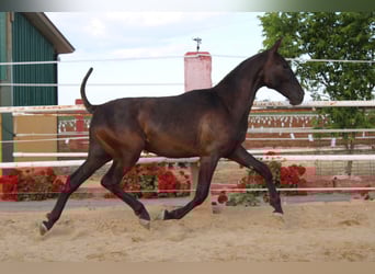 PRE, Hengst, 1 Jahr, 157 cm, Rappe