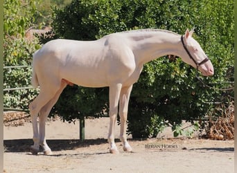 PRE Mix, Hengst, 1 Jahr, 158 cm, Cremello