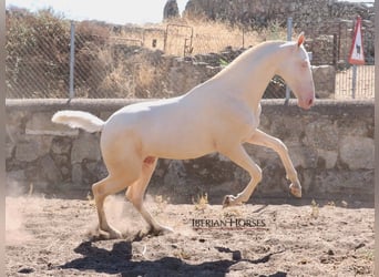 PRE Mix, Hengst, 1 Jahr, 158 cm, Cremello