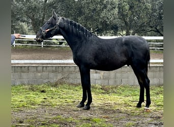 PRE Mix, Hengst, 1 Jahr, 158 cm, Schimmel