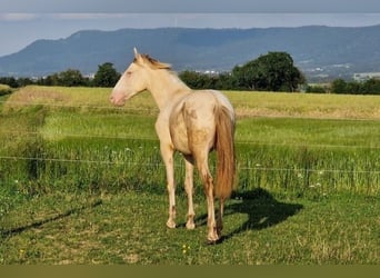 PRE Mix, Hengst, 1 Jahr, 159 cm, Perlino