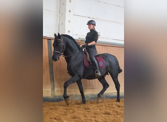 PRE, Hengst, 1 Jahr, 160 cm, Brauner