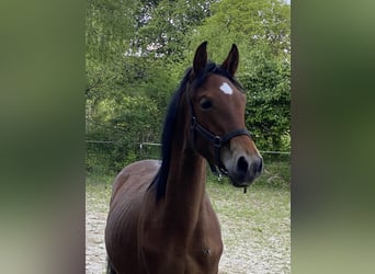 PRE, Hengst, 1 Jahr, 160 cm, Brauner