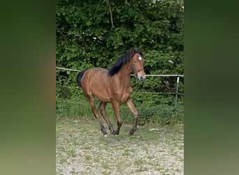 PRE, Hengst, 1 Jahr, 160 cm, Brauner