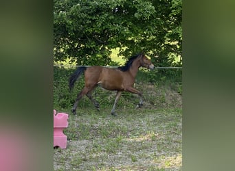 PRE, Hengst, 1 Jahr, 160 cm, Brauner