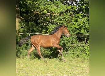PRE, Hengst, 1 Jahr, 160 cm, Brauner