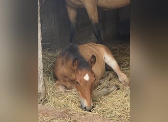 PRE, Hengst, 1 Jahr, 160 cm, Brauner