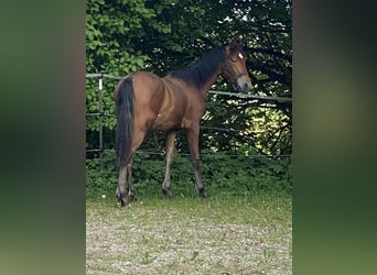 PRE, Hengst, 1 Jahr, 160 cm, Brauner