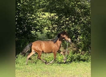 PRE, Hengst, 1 Jahr, 160 cm, Brauner