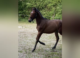 PRE, Hengst, 1 Jahr, 160 cm, Brauner