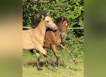 PRE, Hengst, 1 Jahr, 160 cm, Brauner