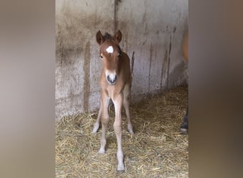 PRE, Hengst, 1 Jahr, 160 cm, Brauner