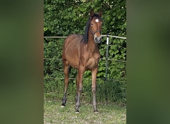PRE, Hengst, 1 Jahr, 160 cm, Brauner