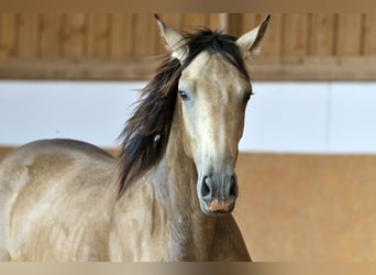 PRE Mix, Hengst, 1 Jahr, 160 cm, Falbe