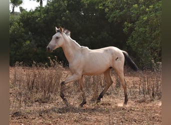 PRE, Hengst, 1 Jahr, 160 cm, Falbe