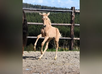 PRE, Hengst, 1 Jahr, 160 cm, Palomino