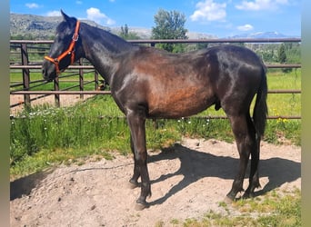 PRE, Hengst, 1 Jahr, 160 cm, Rappe