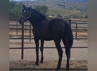 PRE, Hengst, 1 Jahr, 160 cm, Rappe