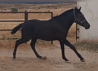 PRE, Hengst, 1 Jahr, 160 cm, Rappe