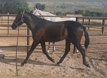 PRE, Hengst, 1 Jahr, 160 cm, Rappe